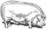Raising Pigs For Profit